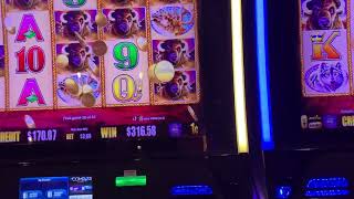 Huge Win on Buffalo Slot Machine screenshot 3