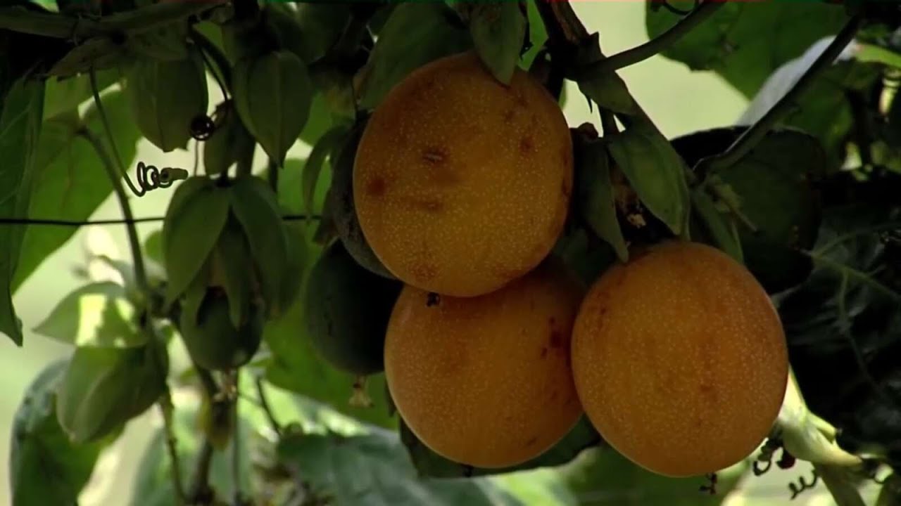 5. DEL CAMPO PARA EL MUNDO/ Producción de Granadilla