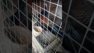 Download Lagu Makanan Ayam Hutan Hijau biar cepat birahi MP3