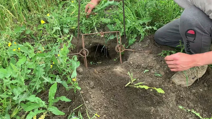 Badger connibear/bridger  trap set: how to set a connibear in detail.