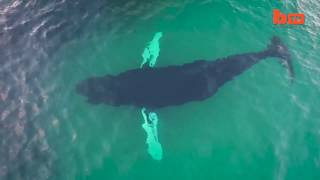 What do Whales and Dolphins eat? | Fun Fact Fridays TERRA AZUL™ Do Dolphins Eat Sea Turtles