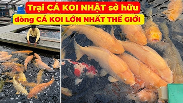 Trại CÁ KOI NHẬT sở hữu dòng CÁ KOI LỚN NHẤT THẾ GIỚI - KONISHI KOI FARM