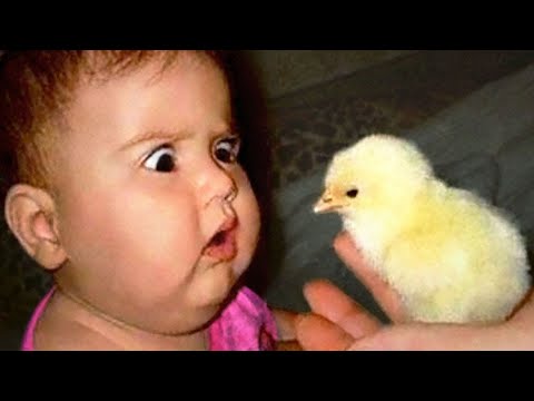 Cutest Moments Babies Meet Animals - Funny Baby and Pets Videos