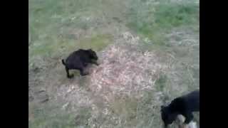 Terijeri Tina E Vogel