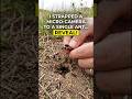 Ant POV: Inside the Underground Colony 🐜🎥 #pov #viral  #nature  #microcamera  #ants