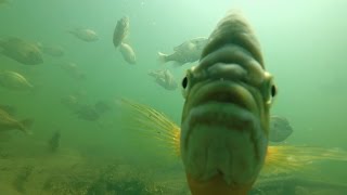 A Biologists Perspective On Big Bluegills