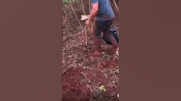 techniques and skills to pull out cassava trees by hand  #shorts