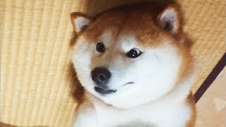 柴犬の裏側