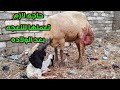 My Ewe Gives Birth But Doesn T Nurse Or Accept Her Lamb See The Answer For Yourself With Abu T