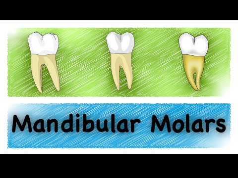 Video: Skillnaden Mellan Maxillary Och Mandibular Molars