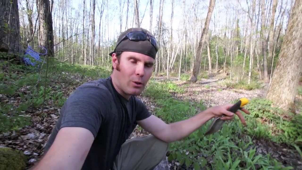 Harvesting wild leeks/Ramps YouTube