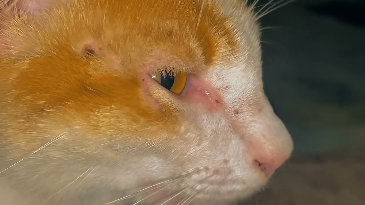 Cute UK Cat Moments | Adorable British Cat Compilation 🐱🇬🇧