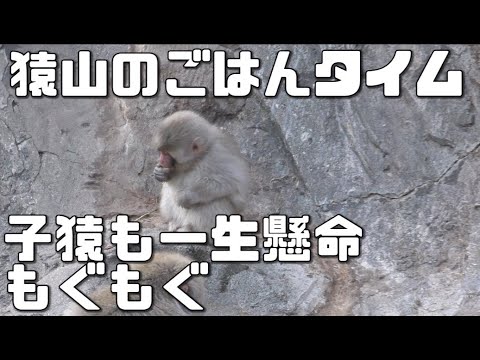 猿山のごはんタイム 子猿も食欲旺盛 上野動物園 年12月23日 Youtube