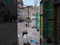 الجنب باظ غاوي السلاكة Pigeon Birds مهند محمود