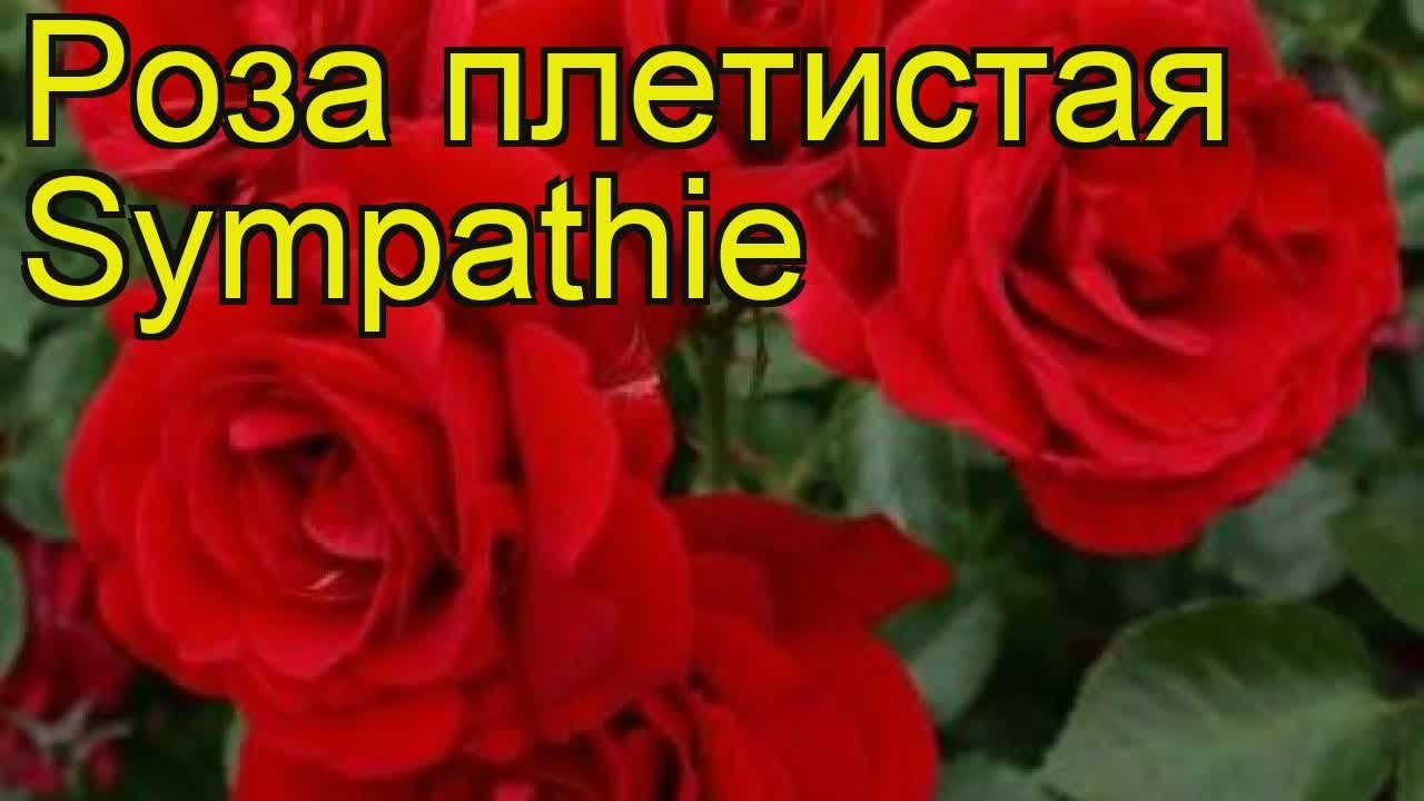 Роза Симпатия Фото И Описание Отзывы