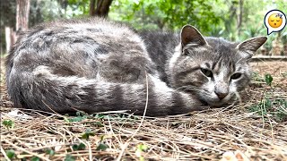 Slept cats Reaction when i wake them up,in the park