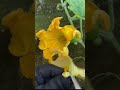 how to: hand pollinating your pumpkin/squash plant#shorts #ytshorts