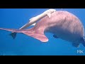 RED SEA - EGYPT 20 - MARSA ALAM : DUGONG 1.2.3.4. /EDIT/