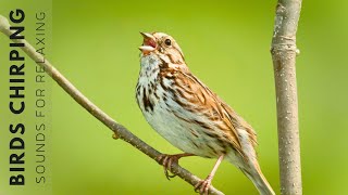 11 Hours of Birds Singing - Bird Sounds Heal the Mind, Nature Sounds Help Sleep