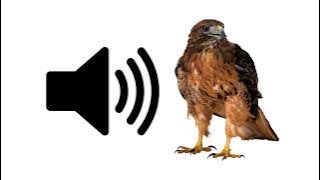 Falcon - Sound Effect | ProSounds