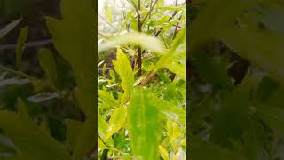 raining ⛈️⛈️ beautiful weather in Karachi