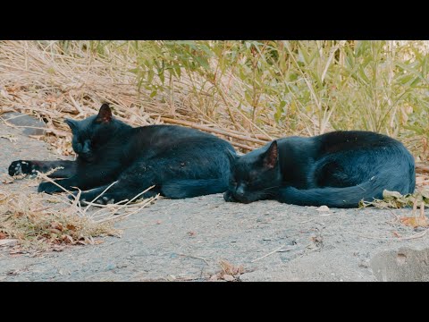 日本の猫島 / 猫に会いに香川県の男木島まで会いに行ってみた