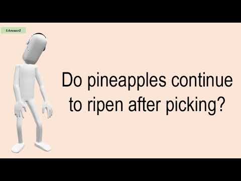 Do Pineapples Continue To Ripen After Picking?