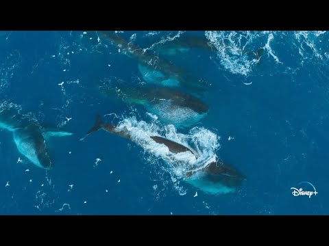 The Largest Gathering of Gigantic Fin Whales EVER FILMED | Epic Adventures with Bertie Gregory