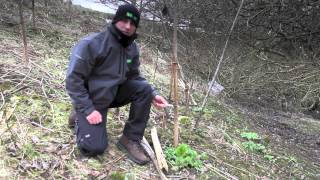 Giant Hogweed In Winterspring