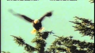 eagle flap wings haines 247 AK