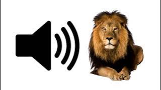Lion - Sound Effect | ProSounds