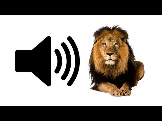 Lion - Sound Effect | ProSounds class=