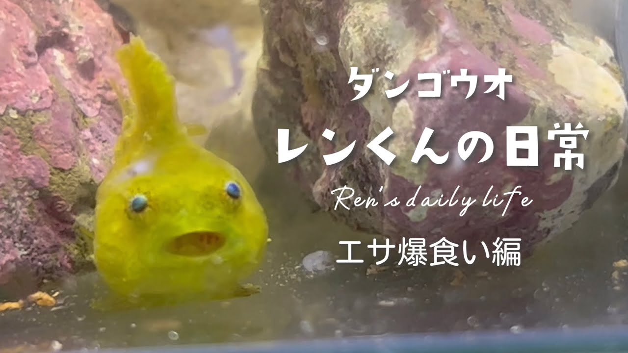 ダンゴウオのエサ爆食いの日常。2センチの体で食べまくる！ - YouTube