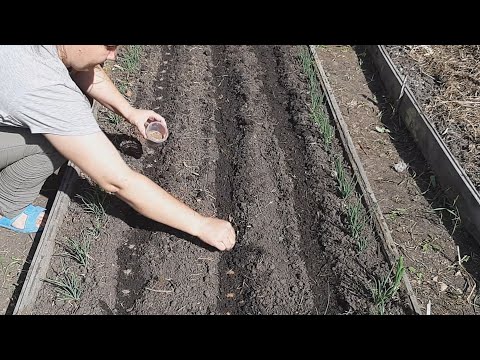 Video: Bağda yerkökü yetişdirməyi öyrənin