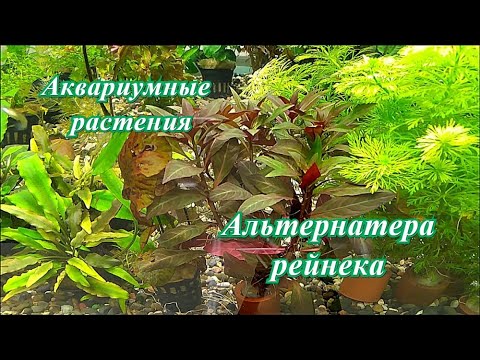 #Аквариумные_растения Альтернатера рейнека