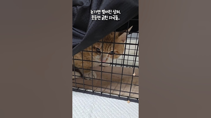아픈 다리를 절뚝이며 급식소에 밥먹으러 오던 치즈냥이 건이 #고양이#구조