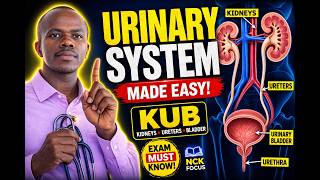 ANATOMY OF THE URINARY SYSTEM