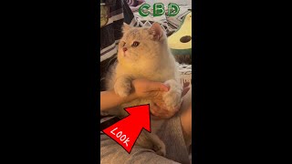 Ultimate Guide to CBD: What Most People DON'T Know #wupples 8