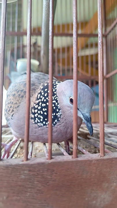 SUARA TANDA TIKUKUR SEDANG BIR4HI FULL GACOOR #tekukur #derkuku #shorts #shortvideo #short