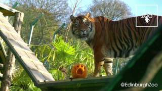 Halloween At Tiger Tracks Edinburgh Zoo