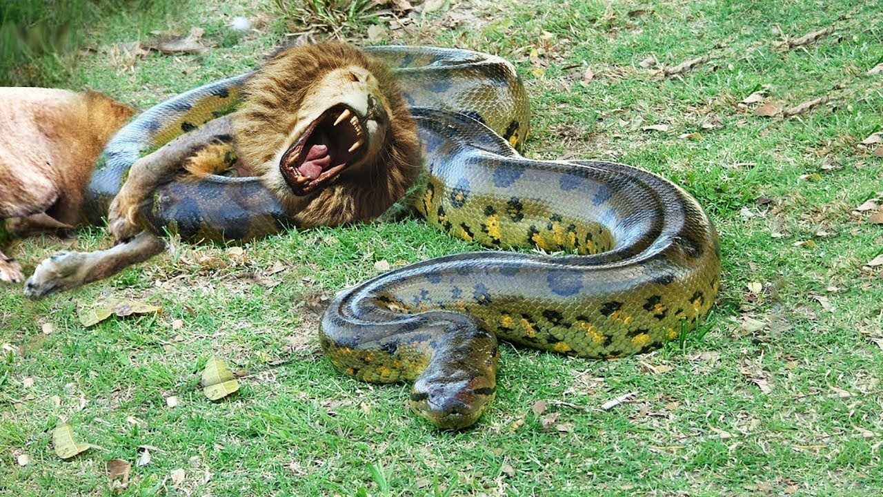 A lion trying to eat up a big Snake. 