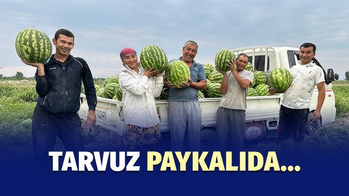 Anna Mixaylovskayaning mushuki