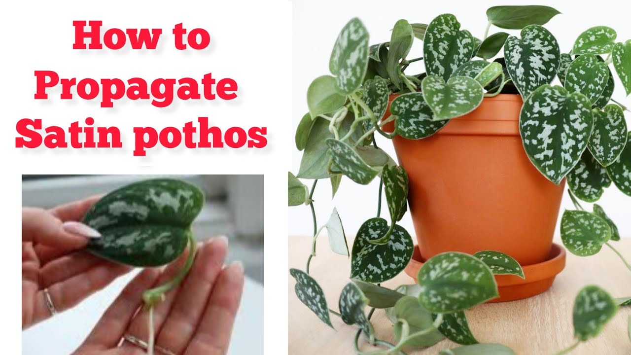 prayer plant plant Zins Flower Shop