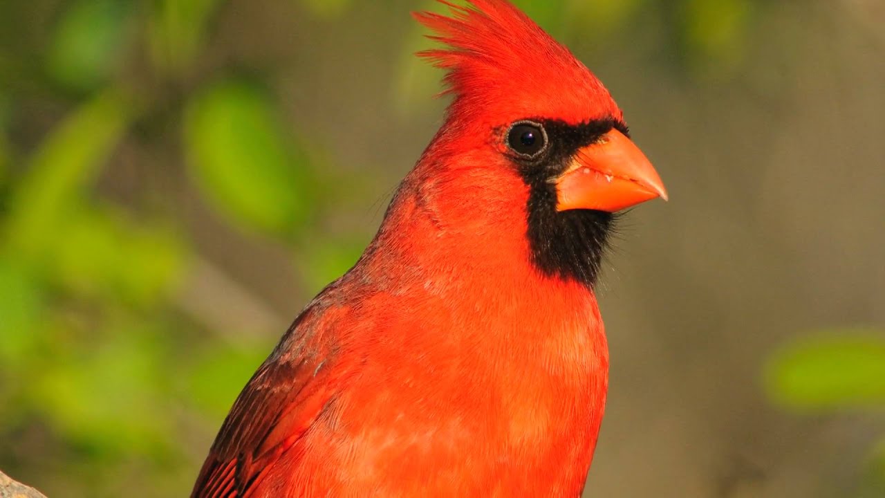 ohio state bird