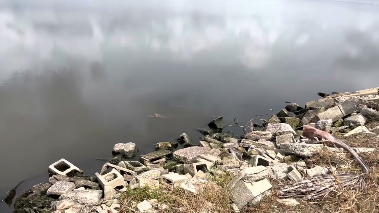 An Alligator in Florida at Lake Jessup by Dan Gritsko YouTube