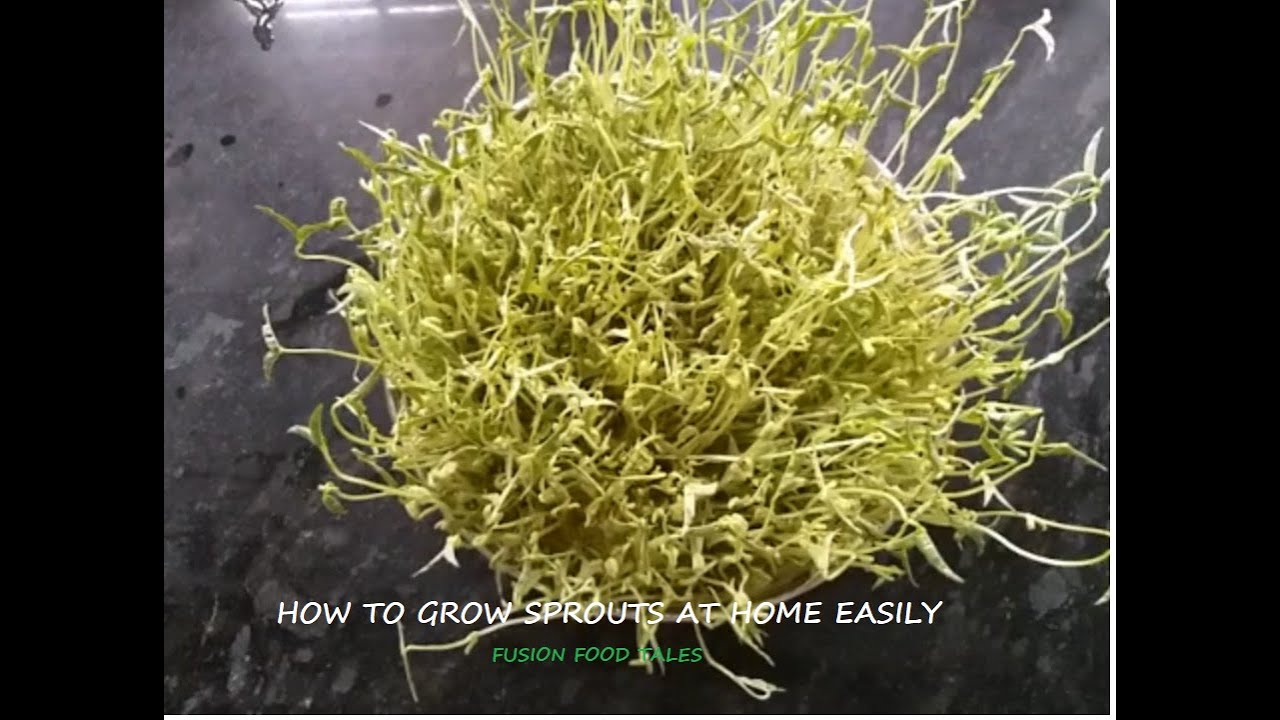 How to grow Sprouts at Home Easily 