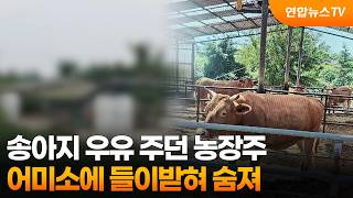 송아지 우유 주던 농장주, 어미소에 들이받혀 숨져 / 연합뉴스TV (YonhapnewsTV)