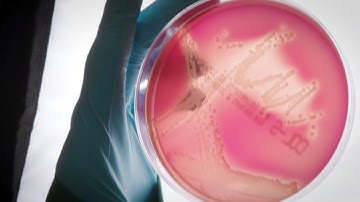 Immune-like cells against infection