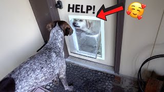 Dogs help each other out through the Dog DOOR