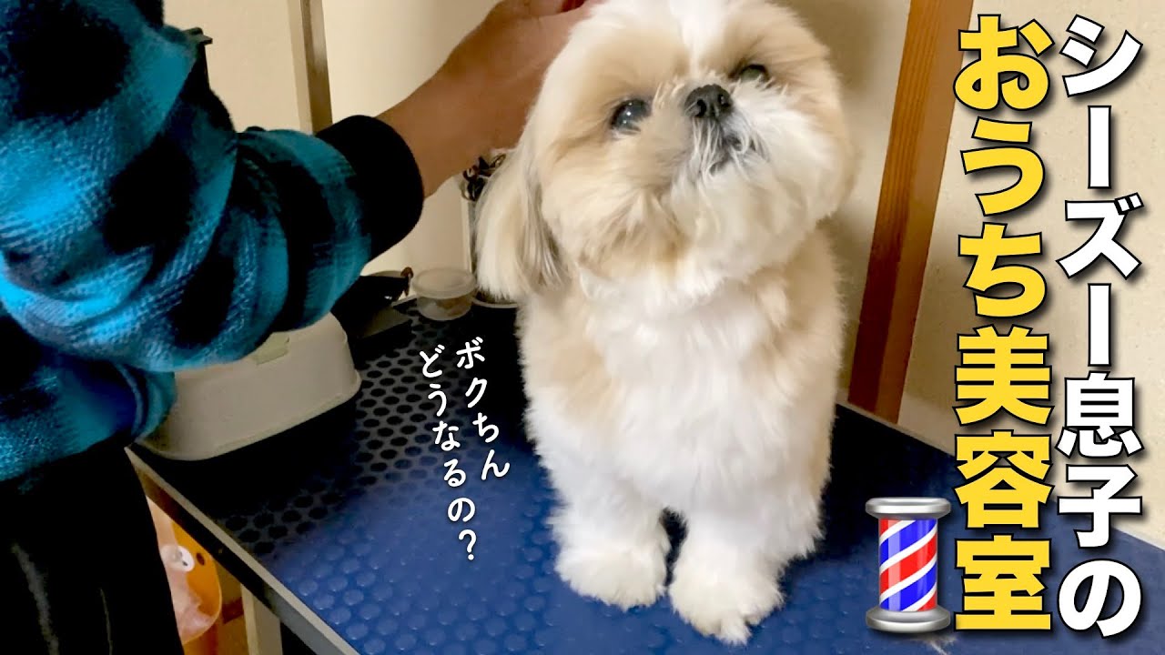 うちの子オーダー　シーズー犬 うちの子オーダー シーズー犬 シーズー - 【公式】ぬいぐるみの